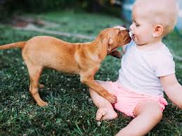 Can My Pet Make My Baby Sick