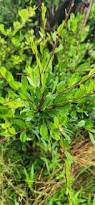 Image result for Rhamnus staddo