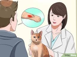 Cold antibody hemolytic anemia (cold agglutinin disease): 3 Ways To Treat Anemia In Cats Wikihow
