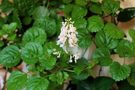 Image result for Plectranthus verticillatus