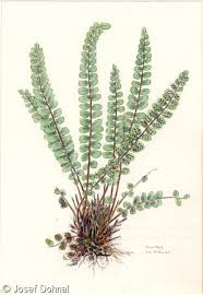 Image result for sleziník Asplenium