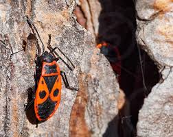The Firebug Pyrrhocoris Apterus A Common Insect Of The Family Pyrrhocoridae Easily Recognizable Due To Its Red And Black Coloration By Mirko Kuzmanovic Photo Stock Snapwire Mozilla firefox est (avec opera, bien sur) un des navigateurs préférés des développeurs web, notamment pour certaines de ses extensions comme web developer.