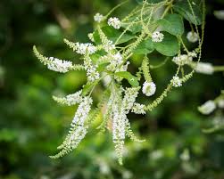 Image result for Aloysia