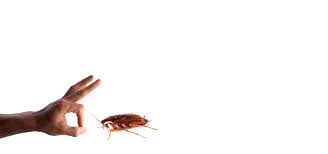 Government laws, legislations, and politics. Pest Control Arkansas Pest Control Services