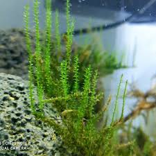 Willow Mossun Akvaryumda Nasil Gelistigini Izleyin Watchow Moss How Growning In Aquarium Lepistes Bitki Akvaryum