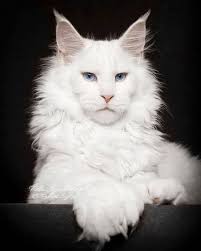 The british shorthair and maine coon have an average lifespan of 11 to 12 years. Pin On White Maine Coon
