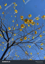 Image result for Handroanthus chrysotrichus