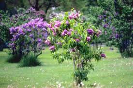 If you're exploring tree options for your lawn or garden, lowe's has you covered. What Color Are Lilac Trees
