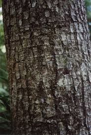 Image result for Phyllocladus trichomanoides