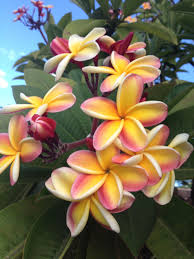 Plumerias Hawaiin Flowers Plumeria Flowers Hawiian Flowers