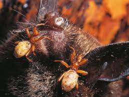 A fun way to get kids into conservation. Batfly New Zealand Geographic