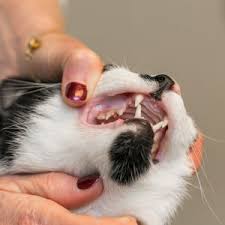 They serve well for the application of abbreviations and schematic treatment references of anatomic abnormalities, a patient's condition, performed periodontal, endodontic. Dental Examinations Cat Friendly Homes