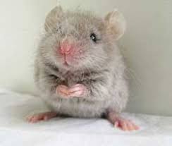 Ruyada Fare Oldurmek Ruyatabirleri Com