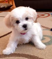 Shih tzu / poodle mix. Maltese Pomeranian Shih Tzu Novocom Top