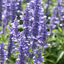 Image result for Salvia farinacea