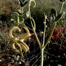 Image result for Kohautia caespitosa