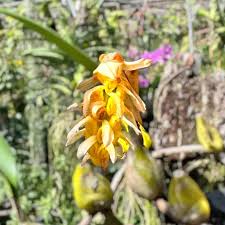 Image result for Bulbophyllum sandersonii