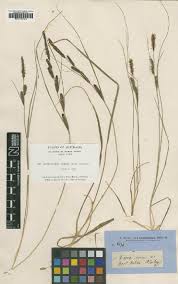 Image result for Fuirena welwitschii