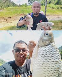 Ikan lampam terbahagi 2 jenis iaitu ikan lampam sungai dan ikan lampam jawa. Trip Memancing Kelah Merah Pilih Camping Di Tebing Tasik Kenyir