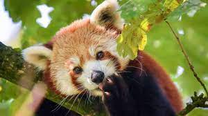 Panda's new approach is based on behavior intelligence. Wo Ist Jang Roter Panda Aus Duisburger Zoo Ausgebuxt Stern De