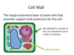 Organelles Project Due Friday 3 3 Ppt Download