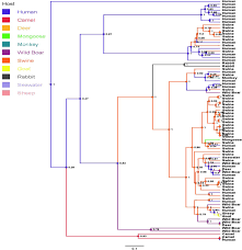 To create a use the completed table 5 to finish the phylogenetic tree, as shown below. Prevalence And Phylogenetic Analysis Of Hepatitis E Virus In Pigs In Vietnam Bmc Veterinary Research Full Text