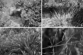 Image result for Danthoniopsis dinteri