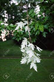 We are pleased to announce that maison blanche et verte has teamed up with nine & tenne for the 2018/19 season. Feuille Blanche A L Arbre Banque D Images Et Photos Libres De Droits Image 84420149