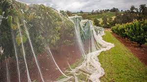 While the net is built to keep birds out, you'll still need to be able to get in to pick or tend to your plants. What Can You Use Bird Netting For Dine A Chook