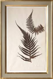 There are 844 framed pressed ferns for sale on etsy, and they cost $25.76 on average. A Set Of Six 19th Century Pressed Ferns
