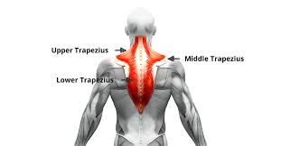 The trapezius has three functional parts: How To Fix Trapezius Pain Fast Ultimate Guide