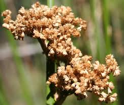 Image result for Juncus punctorius