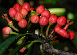 Image result for Symphonia globulifera