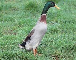 Sites sur la même thématique. Coureur Indien Colvert La Ferme De Beaumont Canards De Surf