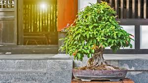 Bonsai Kaufen Schneiden Und Pflegen Ndr De Ratgeber Garten Zierpflanzen