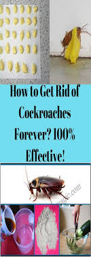 Pin By 1 321 914 5658 On Pinterestt Educ How To Get Rid Cockroaches How To Get