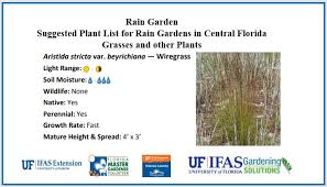 Image result for Aristida diminuta