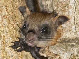 This short clip taken from sepilok,sandakan,sabah. Red Giant Flying Squirrel Petaurista Petaurista