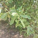 Image result for Cordia sinensis