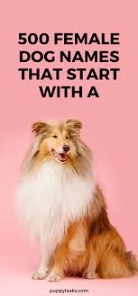 Find the best female dog names that start with c. 500 Female Dog Names That Start With A Dog Names Puppies Names Female Female Dog Names