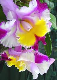 Orchid Of Ecuador Orchid Flower Amazing Flowers Unusual Flowers