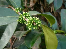 Image result for Pyrostegia