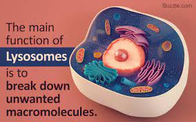 A Brief Understanding Of The Major Functions Of Lysosomes Biology Wise