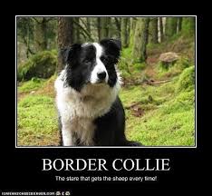 Border Collie Meme Border Collie Collie Pregnant Dog