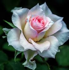 Maybe you would like to learn more about one of these? Pin By Hatice Okan On Flowers Beautiful Rose Flowers Beautiful Flowers Amazing Flowers