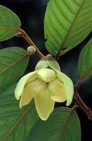 Image result for Monoon