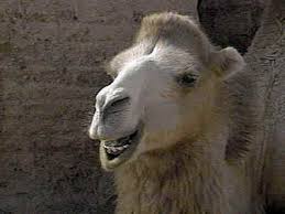 The cuchini retails for $19.95 for a pack of two. Science Has Finally Failed Mankind Neogaf