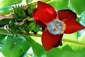 Image result for Sopubia mannii