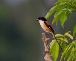 Kandang adalah rumah sekaligus area bermain untuk hewan omnivora ini. Jenis Burung Peliharaan Blog Paperplane