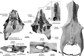 Informações pessoais nome completo daniel gustavo noriega acosta data de nasc. Pelvis Of The Seriema Cariamidae Noriegavis Santacrucensis Noriega Download Scientific Diagram